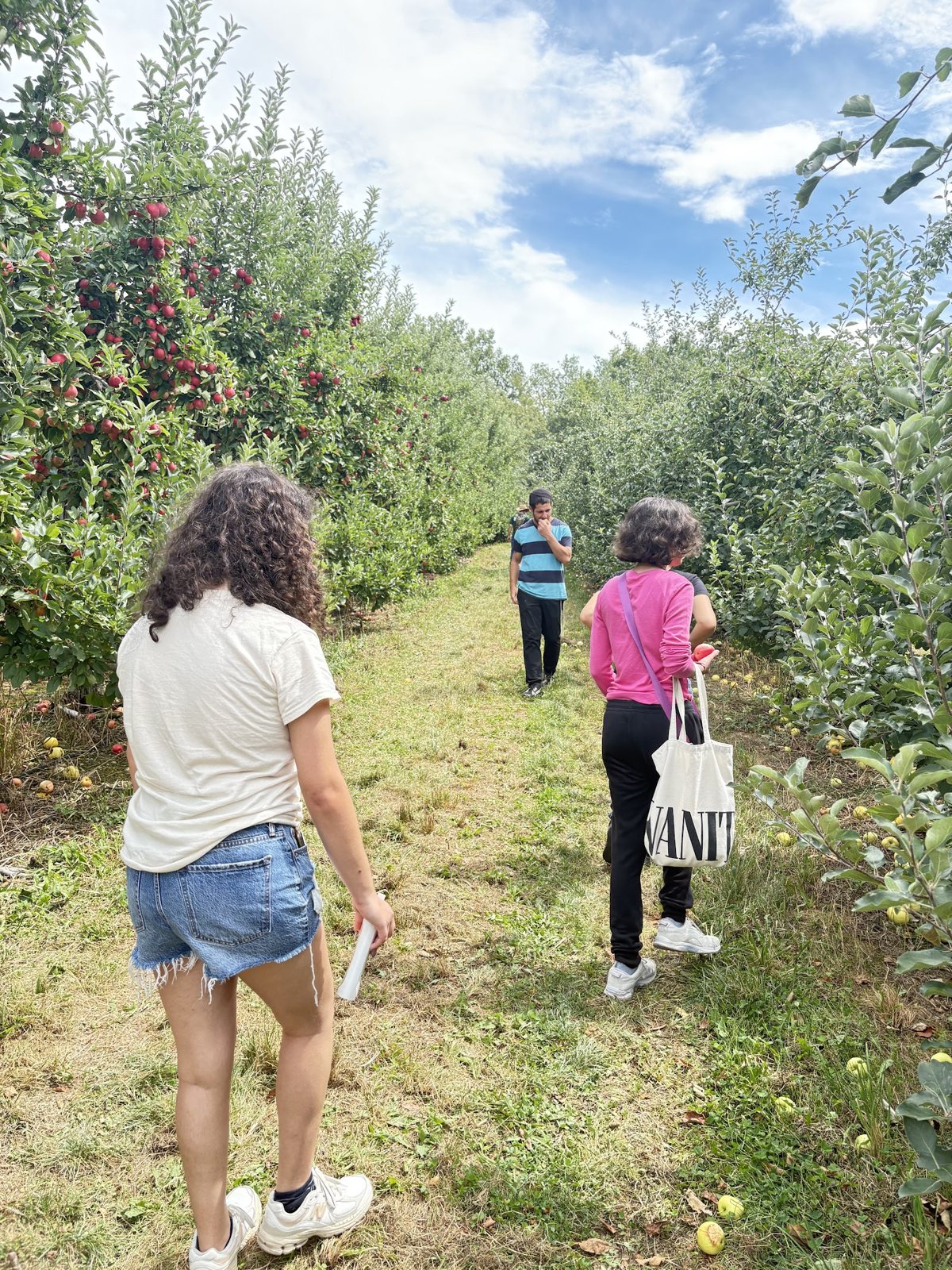 Students walking through the apple orchard